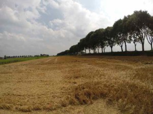 Farmland I use as background. - Boerenland dat ik gebruik als achtergrond.